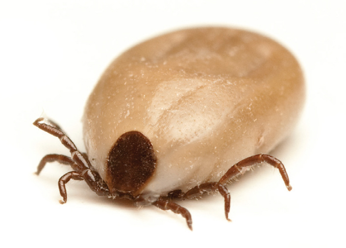 how long can brown dog ticks live without a host